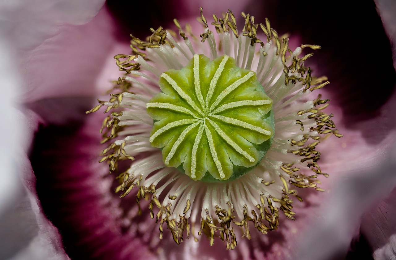 How to Start a Garden from Seed